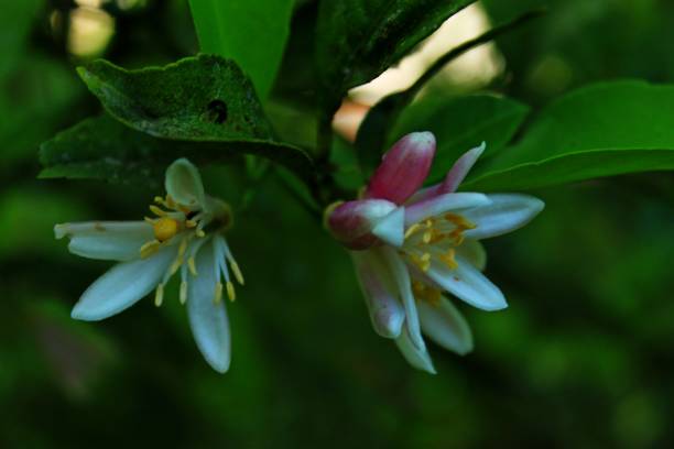 istock White lemon flowers and unopened bud with dark green leaves. Diffuse greenish background. 1400672594
