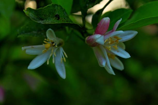 istock White lemon flowers and unopened bud with dark green leaves. Diffuse greenish background. 1400672595