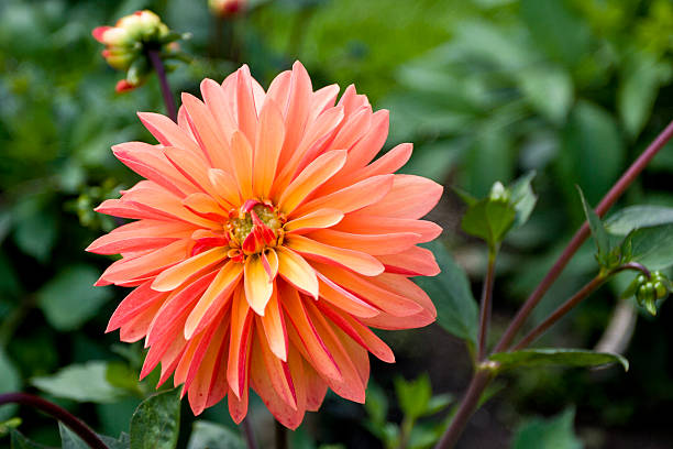 istock Colorful dahlia in a garden. 140067266