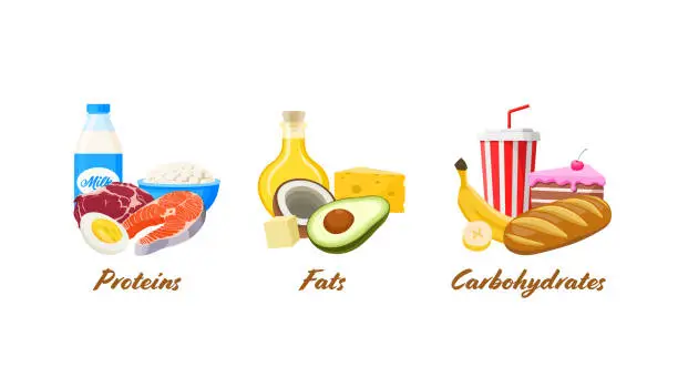 Vector illustration of Set of big 3 macronutrients foods in cartoon style. Vector illustration of proteins , fat and carbohydrates. Nutrients