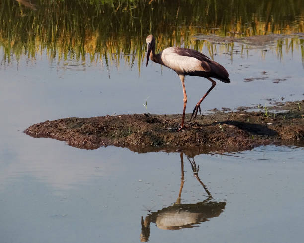 istock Reflection of an asian openbill. 1400672839