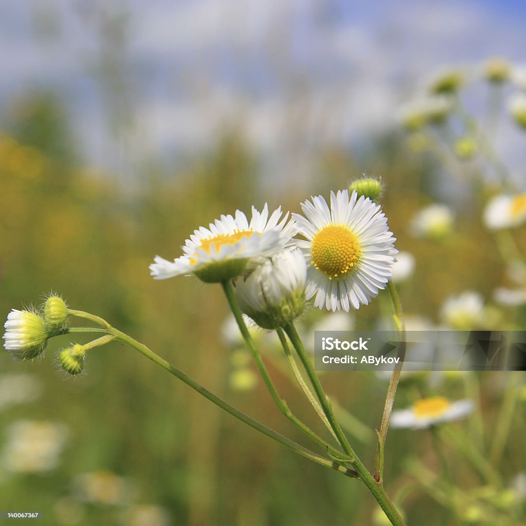 Kamille. - Lizenzfrei April Stock-Foto