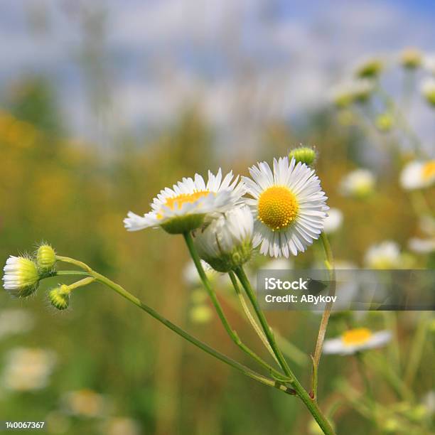 Camomilla - Fotografie stock e altre immagini di Ambientazione esterna - Ambientazione esterna, Aprile, Bianco