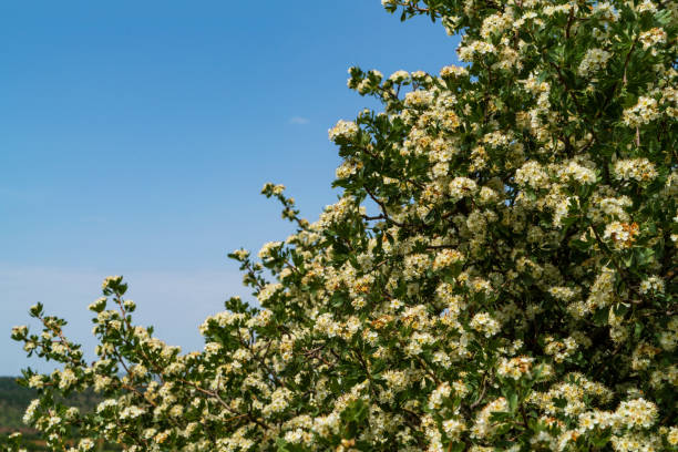 çiçek açan alıç ağacı arka planı çiçek açan alıç ağacı arka planı. açık mavi gökyüzü ile birlikte görüntülenmiştir. full frame makine ile çekilmiştir. hawthorn maple stock pictures, royalty-free photos & images