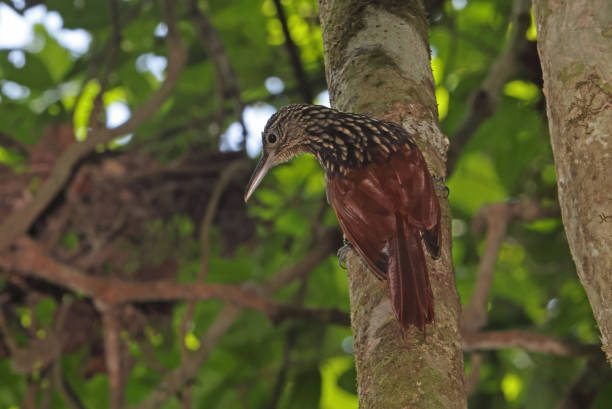 Black-striped Woodcreeper Black-striped Woodcreeper (Xiphorhynchus lachrymosus eximius) adult clinging to tree trunk looking down"n"nOsa Peninsula, Costa Rica                   March woodcreeper stock pictures, royalty-free photos & images