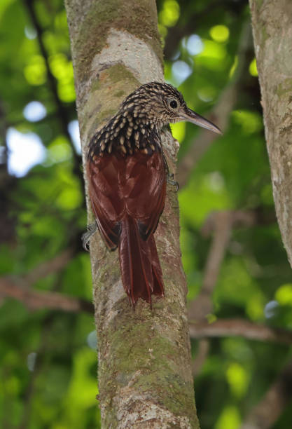 Black-striped Woodcreeper Black-striped Woodcreeper (Xiphorhynchus lachrymosus eximius) adult clinging to tree trunk looking down"n"nOsa Peninsula, Costa Rica                   March woodcreeper stock pictures, royalty-free photos & images