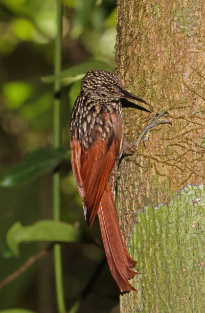 Black-striped Woodcreeper Black-striped Woodcreeper (Xiphorhynchus lachrymosus eximius) adult clinging to tree trunk"n"nOsa Peninsula, Costa Rica                   March woodcreeper stock pictures, royalty-free photos & images