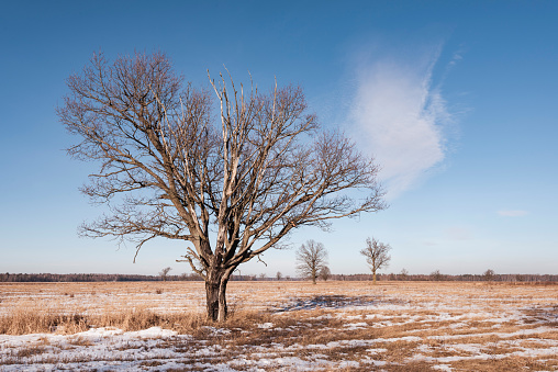 Set of winter landscapes of Belarus. Silhouette of a lonely oak tree in the shape of a heart in a field covered with snow at dawn.