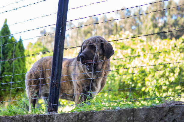 The village dog behind the fence Spanish mastiff behind a rustic fence Spanish Mastiff (Mastín Español) stock pictures, royalty-free photos & images