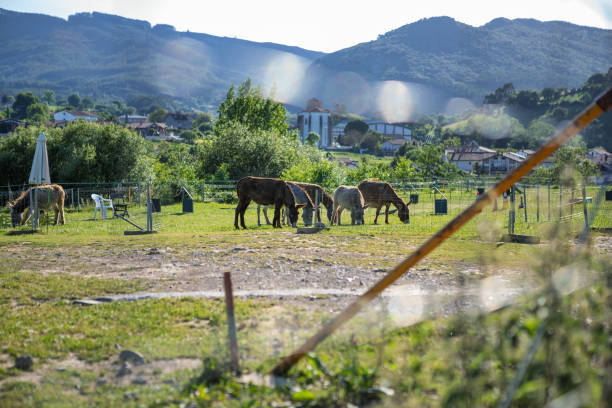 istock Country picture with donkeys 1400678119
