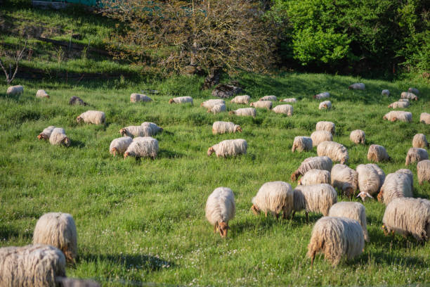 istock Flock of sheep grazes on a rustic meadow at sunset 1400678122