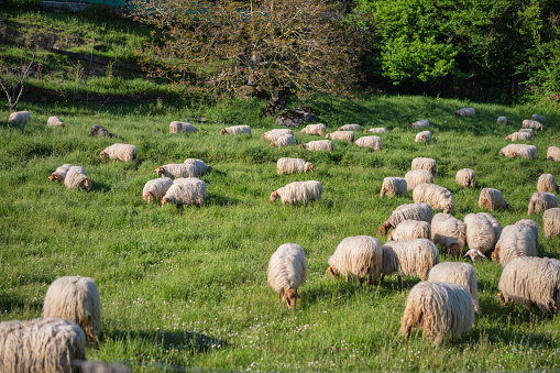 A flock of sheep grazes on a rustic meadow at sunset