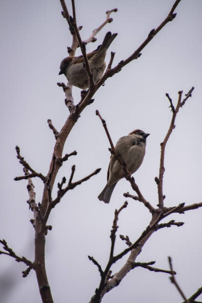 istock Sparrow on a tree in city center 1400678153