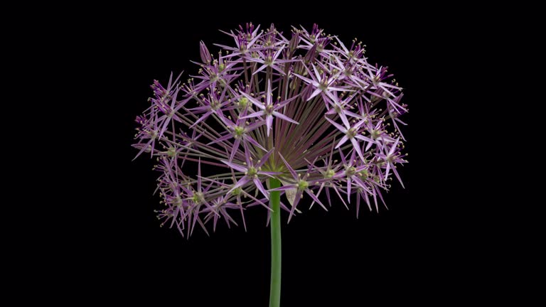 4K Time Lapse of blooming decorative garlic