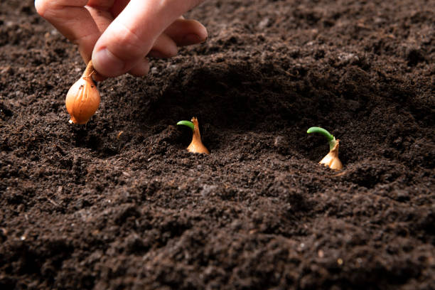 plantando la cebolla - bulbous plant fotografías e imágenes de stock