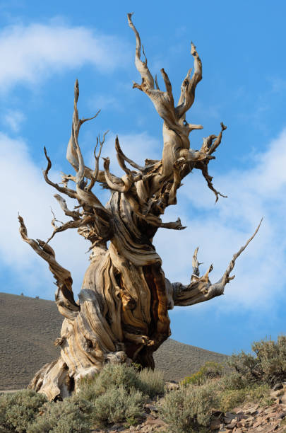 sosna bristlecone - twisted tree california usa zdjęcia i obrazy z banku zdjęć