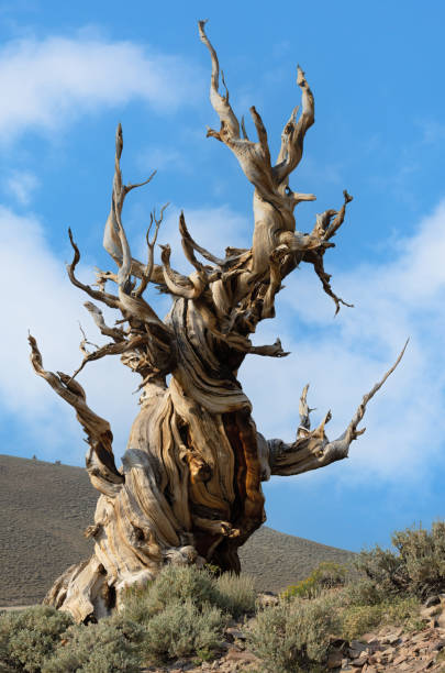 bristlecone pine tree - twisted tree california usa imagens e fotografias de stock