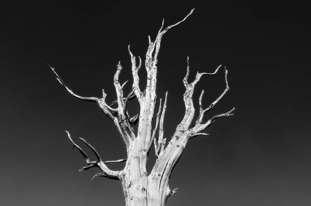 브리스틀콘 파인 인 흑백 - twisted branch tree california 뉴스 사진 이미지