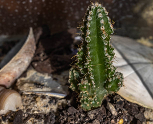 istock Minature columnar cactus amidst shells in a terrarium 1400682367