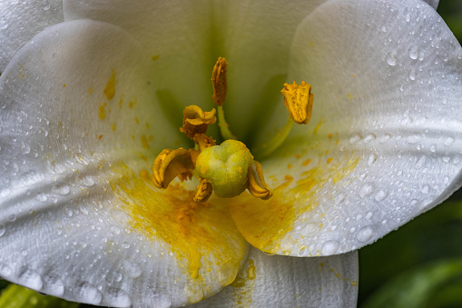 Closeup shot of an Asiatic Lily in white and yellow color with brown stamen and water drops under dark back ground