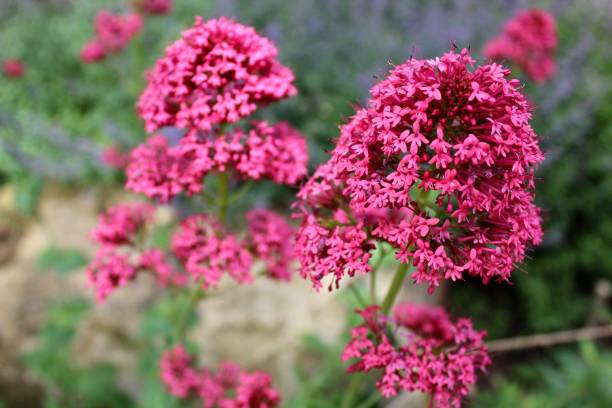 istock Pink Flowers in Bloom 1400682614