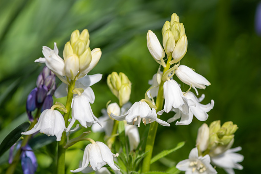 Close up of white Spanish bluebell (hyacinthoides hispanica) flowers in bloom