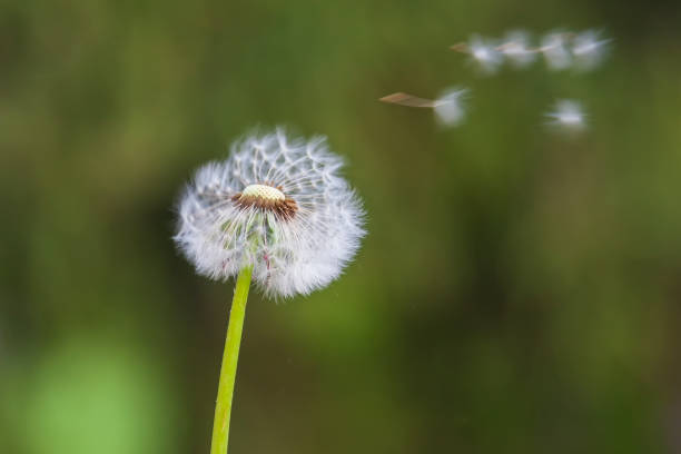 istock Blooming dandelion on a green background with a bud. 1400683539