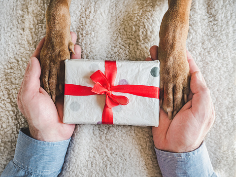 Dog paws, male hands and gift box. Top view. Close-up, indoors. Congratulations for family, relatives, loved ones, friends and colleagues. Pets care concept