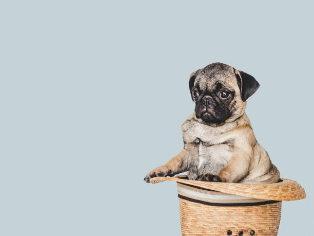 istock Lovable, pretty puppy and sun hat. Close-up, indoors 1400683651