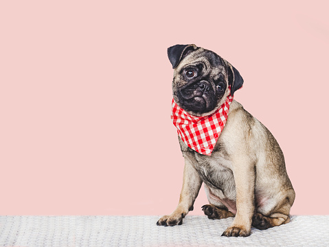 Lovable, pretty puppy and red scarf. Close-up, indoors. Studio photo, isolated background. Pets care concept