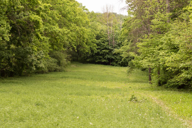 Beautiful meadow with meadow grass. The meadow is in the middle of the forest and there are green trees around.