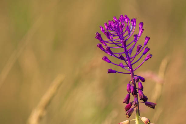 Beautiful colorful spring flower blooming in the meadow.