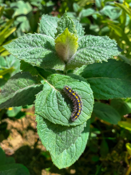 istock Black and yellow caterpillar on a mint leaf in June. 1400683834