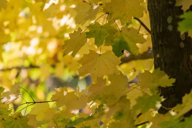 Photo of Shining sun among the leaves of trees.