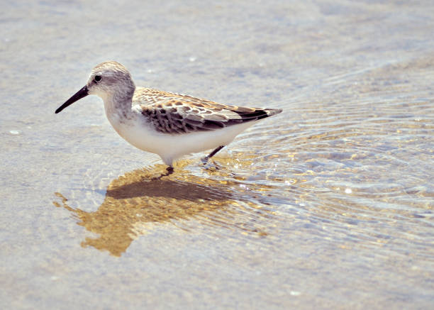 A Western Sandpiper bird- Calidris mauri, seen here standing on the shore.