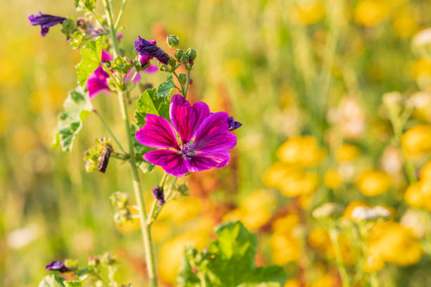 istock Colorful flower on meadow with green background. 1400684047