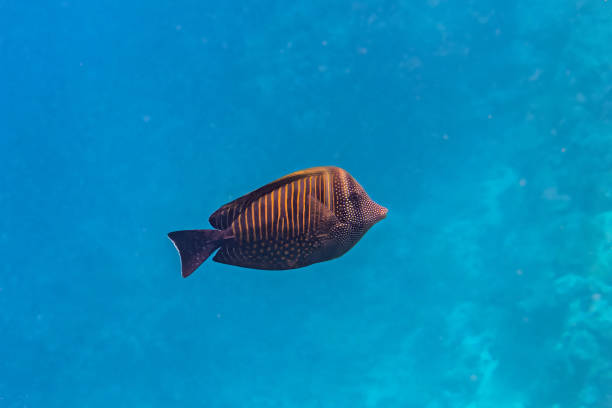 Sailfin Tang Fish. Sailfin Tang Fish. Red Sea, Egypt. sailfin tang zebrasoma veliferum zebrasoma desjardinii stock pictures, royalty-free photos & images