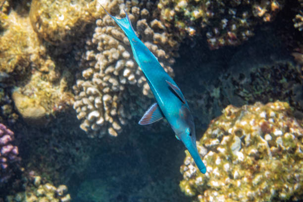 istock Birdmouth wrasse. 1400684827