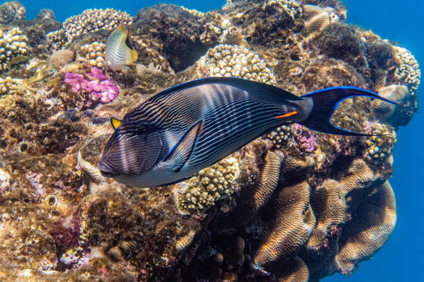 Sohal surgeonfish. Sohal surgeonfish. Red Sea, Egypt. colorful sohal fish (acanthurus sohal) stock pictures, royalty-free photos & images