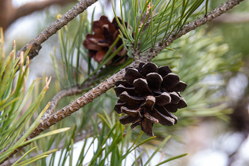 Pine cones on branches with needles on the tree in the forest.