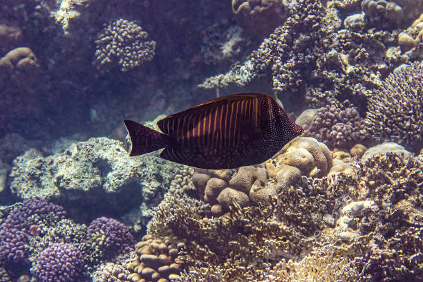 Sailfin Tang Fish. Sailfin Tang Fish. Red Sea, Egypt. sailfin tang zebrasoma veliferum zebrasoma desjardinii stock pictures, royalty-free photos & images