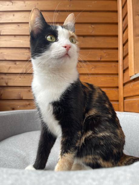 istock Beautiful tricolor cat 1400686331