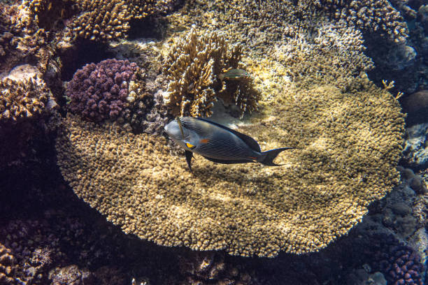 Sohal surgeonfish. Sohal surgeonfish. Red Sea, Egypt. colorful sohal fish (acanthurus sohal) stock pictures, royalty-free photos & images