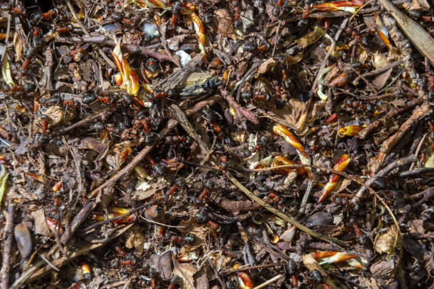 istock Formica rufa, also known as the red wood ant in spring 1400686752