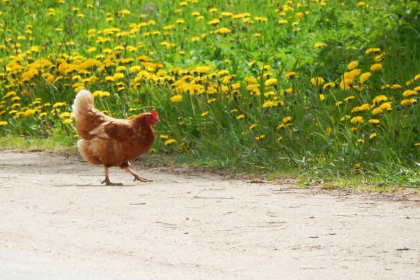 A brown chicken walks along the roadway. stock photo