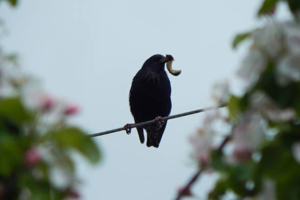 A starling with a larva of the May chafer in its beak on wires. stock photo