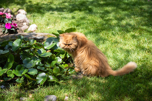 Persian Cat  in The Garden