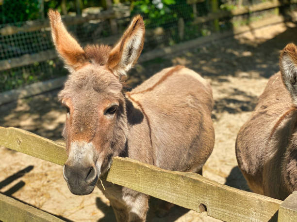 istock Donkey at a UK farm 1400687469