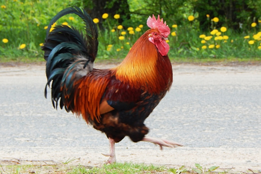 A beautiful, bright rooster is pacing along the road. High quality photo