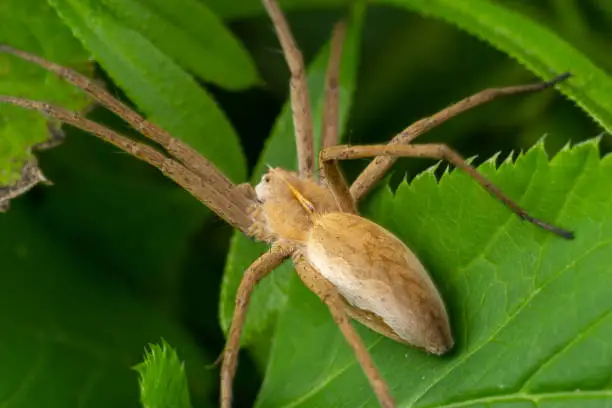 Photo of Adult Male Running Crab Spider of the Family Philodromidae